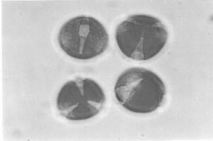 , Astragalus spp., Cistus spp., Hedysarum varium, Trifolium spp. taksonlarına ait polenler minör olarak, Centaurea spp., Echium spp., Mentha spp., Onobrychis viciifolia, Pyrus spp., Rhamnus spp.