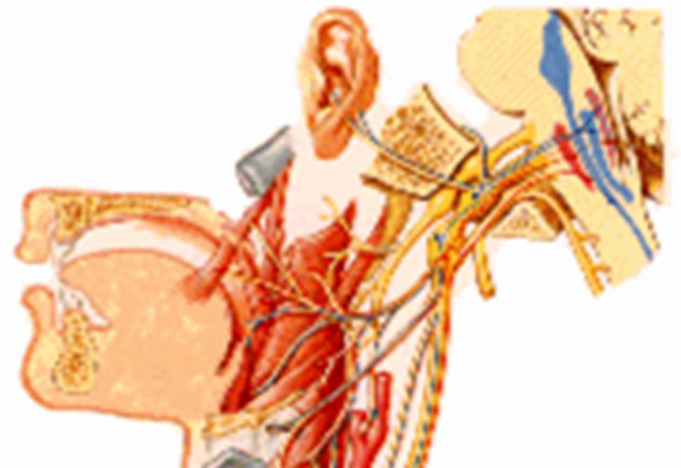 Pharynx Sinirleri Plexus pharyngeus n. glossopharyngeus n. vagus n. accessorius (motor) ggl.