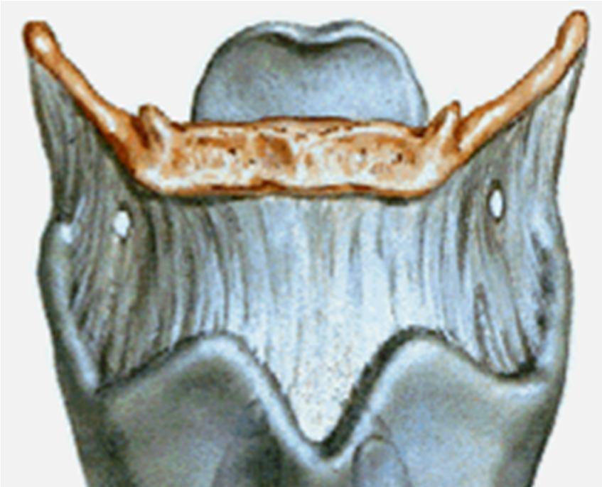 SYSTEMA RESPIRATORIUM Gırtlak (larynx) Kıkırdakları: cartilago