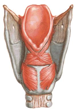 Gırtlak (larynx) Kasları: m. cricothyroideus (m.