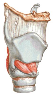 cartilaco arytenoidea lari arkaya doğru çekerek plica vocalis lerin boylarını uzadır. SYSTEMA RESPIRATORIUM m.