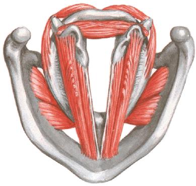 thyroarytenoideus cartilaco arytenoidea yi içe doğru çekerek rima glottis in iki arytenoid