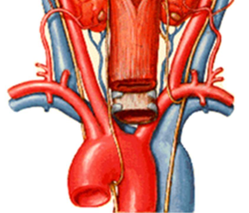 laryngeus superior (n.