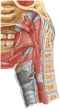 SYSTEMA RESPIRATORIUM Pars nasalis pharyngis (Nasopharynx) Ostium pharyngeum tubae auditivae