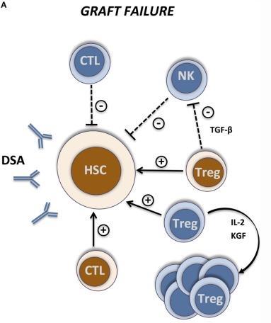 Graft Yetmezliği- İmmunolojik Mekanizmalar Alıcı T hücreleri MHC Ag yanıtı (erkek özgül H-Y Ag) Üründe T hücre azaltılması Alıcı NK hücreleri
