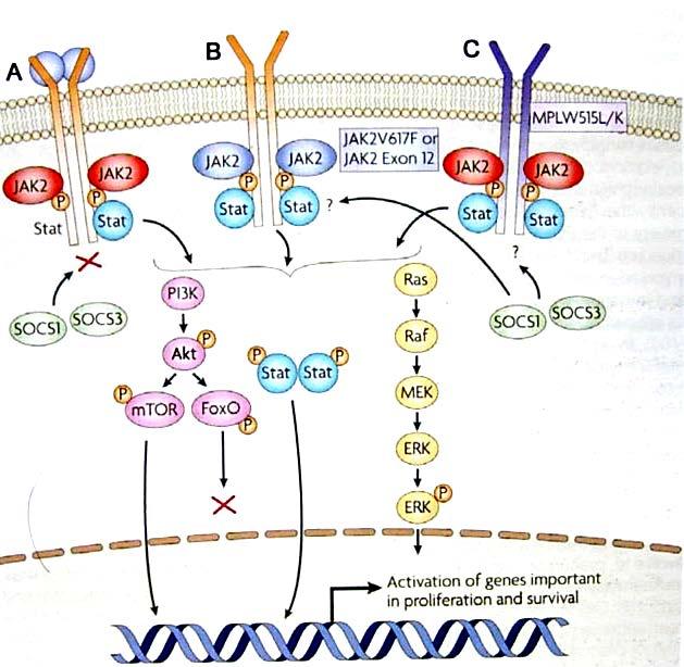 1-Jak 2nin normal sitokin aracılı uyarımı 2-Mutant Jak 2 nin spontan aktivasyonu 3-Jak