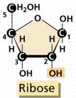 5 Karbonlu Şekerler: Riboz ve deoksiriboz olmak üzere iki çeşittir.