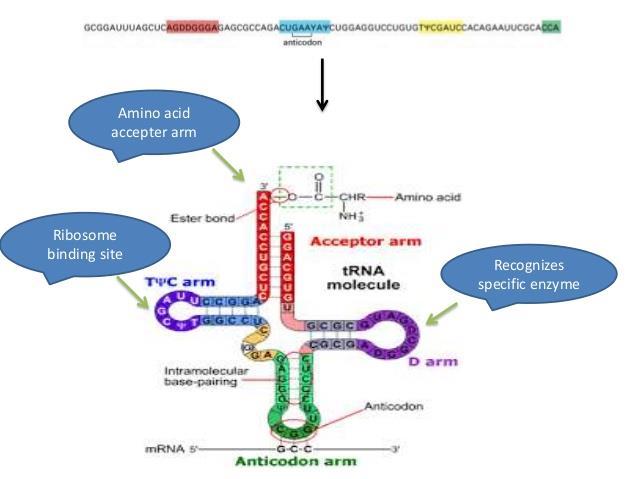 trna= taşıyıcı RNA: Protein sentezi sırasında, stoplazmadan yakaladıkları aminoasitleri mrna - ribozom kompleksine taşıyan RNA çeşididir. Hücredeki toplam RNA nın %15 ini oluşturur.