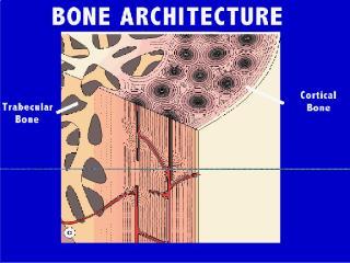 Kemik (Makroskopik) Kompakt(Kortikal) Trabeküler(Spongioz) UZUN KEMİK DİAFİZLERİNİN ORTA KISMINDA ENKALIN İSKELETİN %80 APENDİKÜLER İSKELET YASSI KEMİKLERİN YÜZEYİ MEKANİK VE