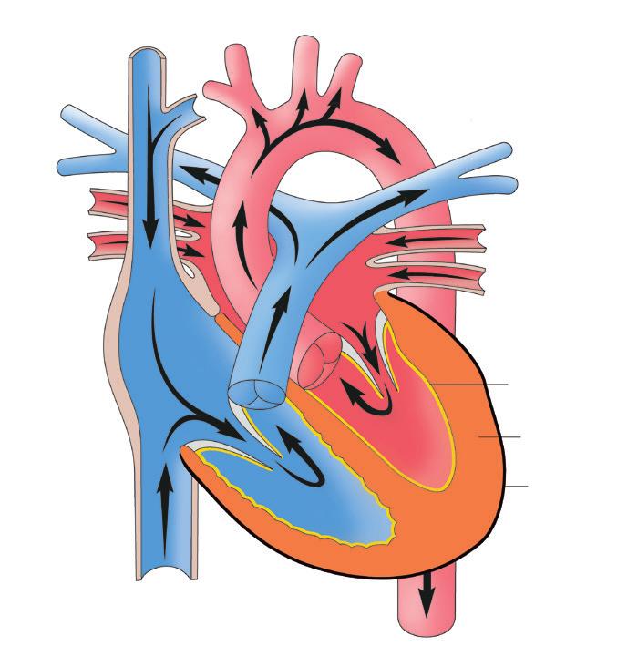 Epikard = Kalp duvarının ince dış doku tabakası Miyokard = Kalp duvarının kas sistemini içeren ana unsuru Akciğer toplardamarları (pulmoner venler) Sağ kulakçık (atrium) Alt ana toplardamar (inferior