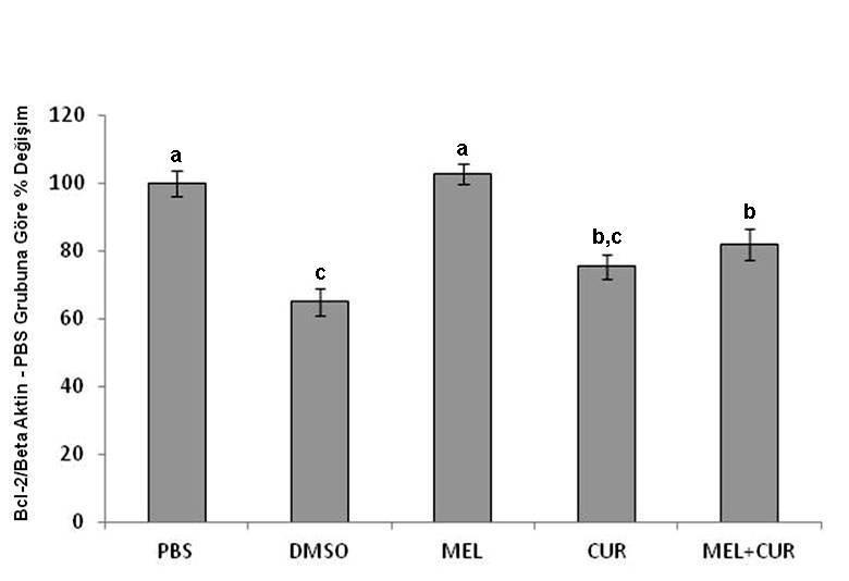 4.3. Hipokampus Doku Bcl-2 Düzeyleri CUR, MEL+CUR ve DMSO uygulaması yapılan gruplar, PBS kontrol grubu ve MEL uygulaması yapılan çalışma grubuyla karşılaştırıldığında hipokampal bcl2/beta aktin