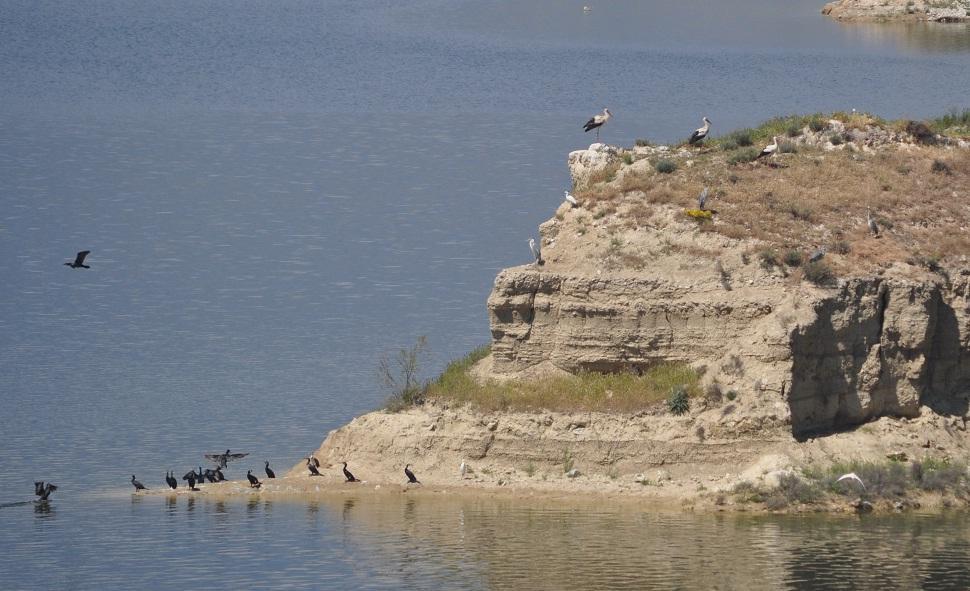 Karınları doyduktan sonra kuşların en sevdikleri