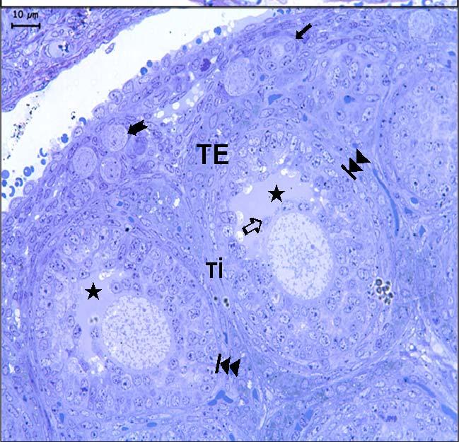 primordiyal follikül ( ), tek katlı primer follikül ( ), granüloza hücreleri (Gr),