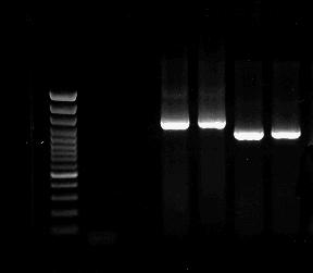 49 3.3.Moleküler Genetik Karakterizasyon 3.3.1.