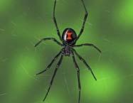 Latrodectus mactans, Black widow