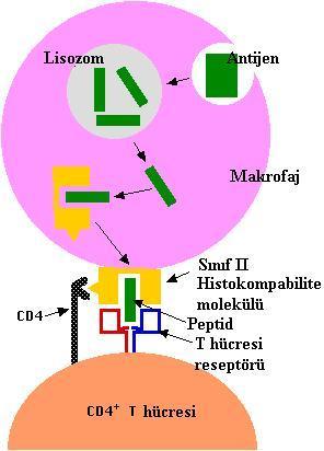 Antijen sunumu Fagositoz yoluyla makrofaj içine alınan antijen lizozom içinde parçalanarak antijene ait peptidler MHC sınıf-ii molekülü ile birleşir.
