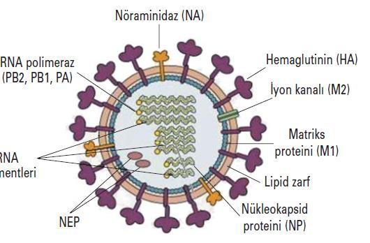 Hemaglütinin Yüzey glikoproteinlerinin