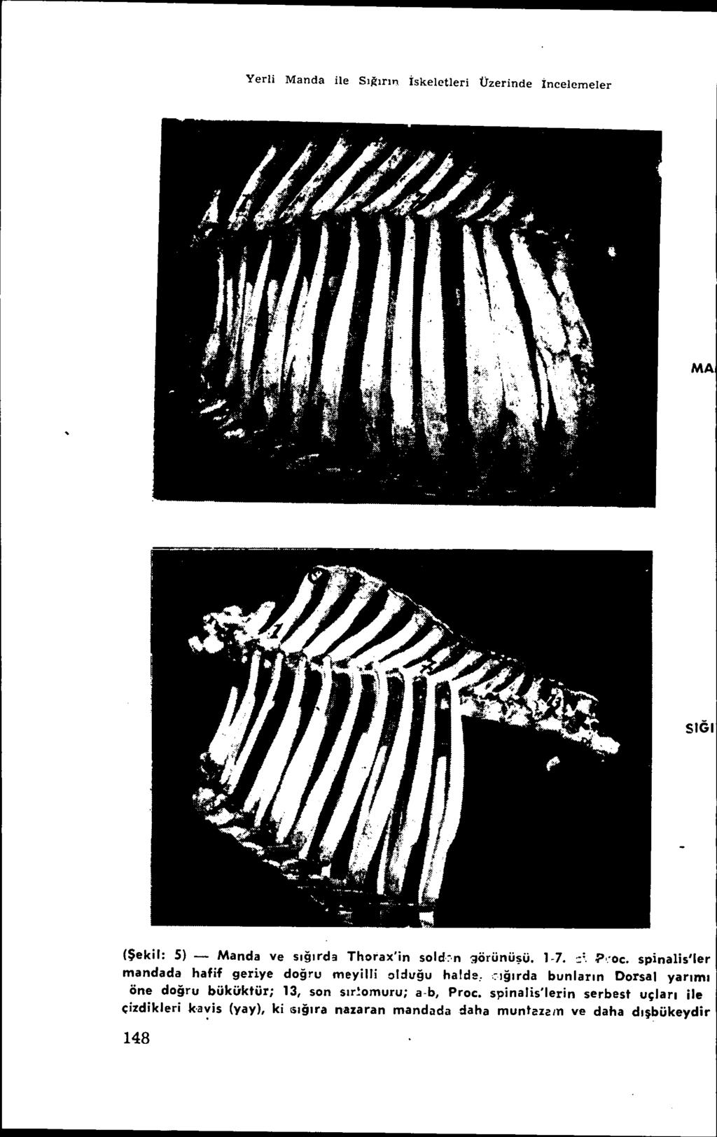 Yerli Manda ile Sıj:(ırın İskeletleri Üzerinde İncelemeler MA SIGI (Şekil: S) - Manda ve sığırdil Thorax'in sold~'n :;Jorunuşu. 1-7. :::.?,:oc.