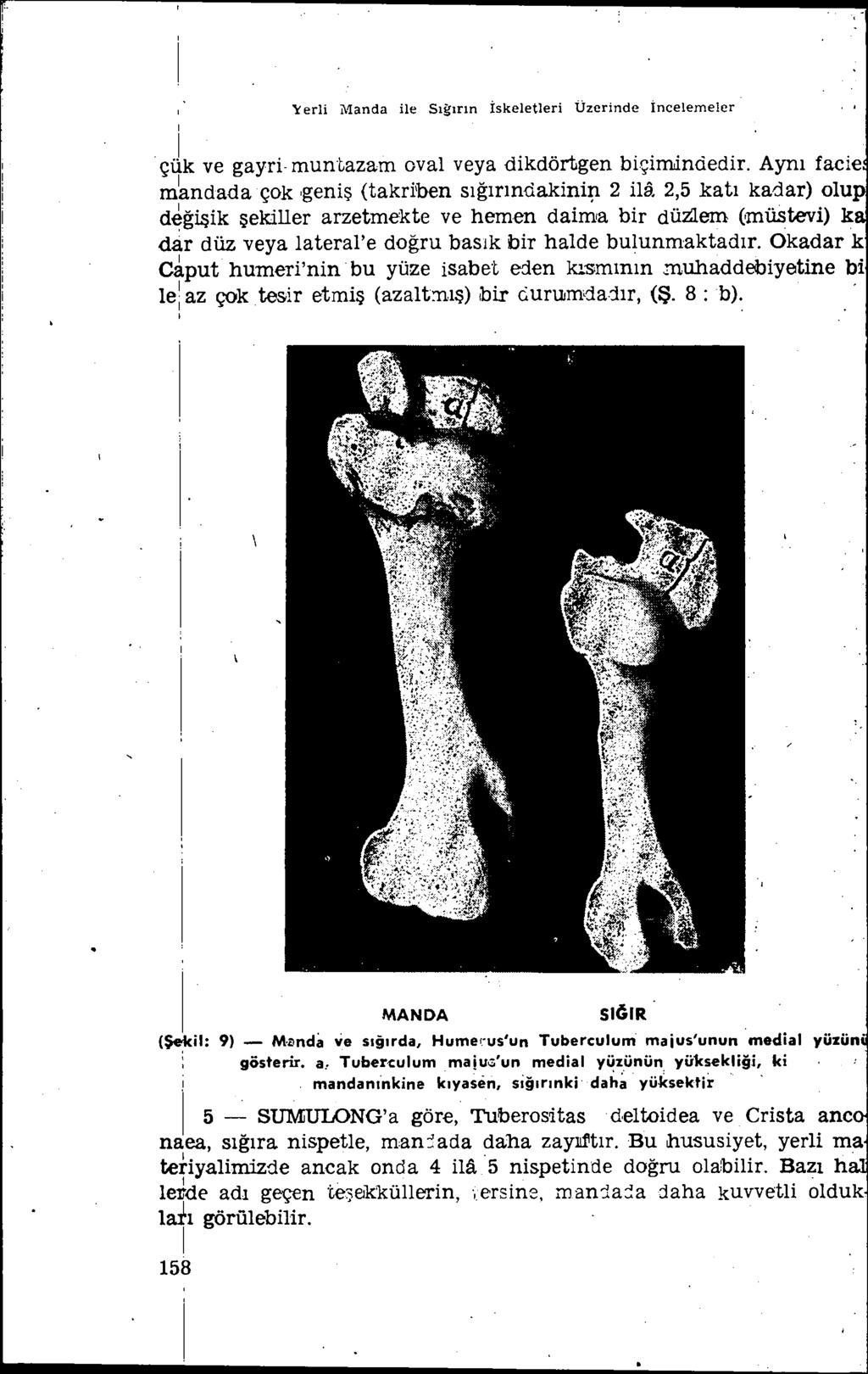 Yerli i\~anda ile Sıgırın İskeletleri Üzerinde İncelemeler i ' çük ve gayri-muntazam oval veya dikdörtgen biçimindedir. Aynı fade m~ndadaçok,geniş (takriben sığırındakini;ı 2 ila.