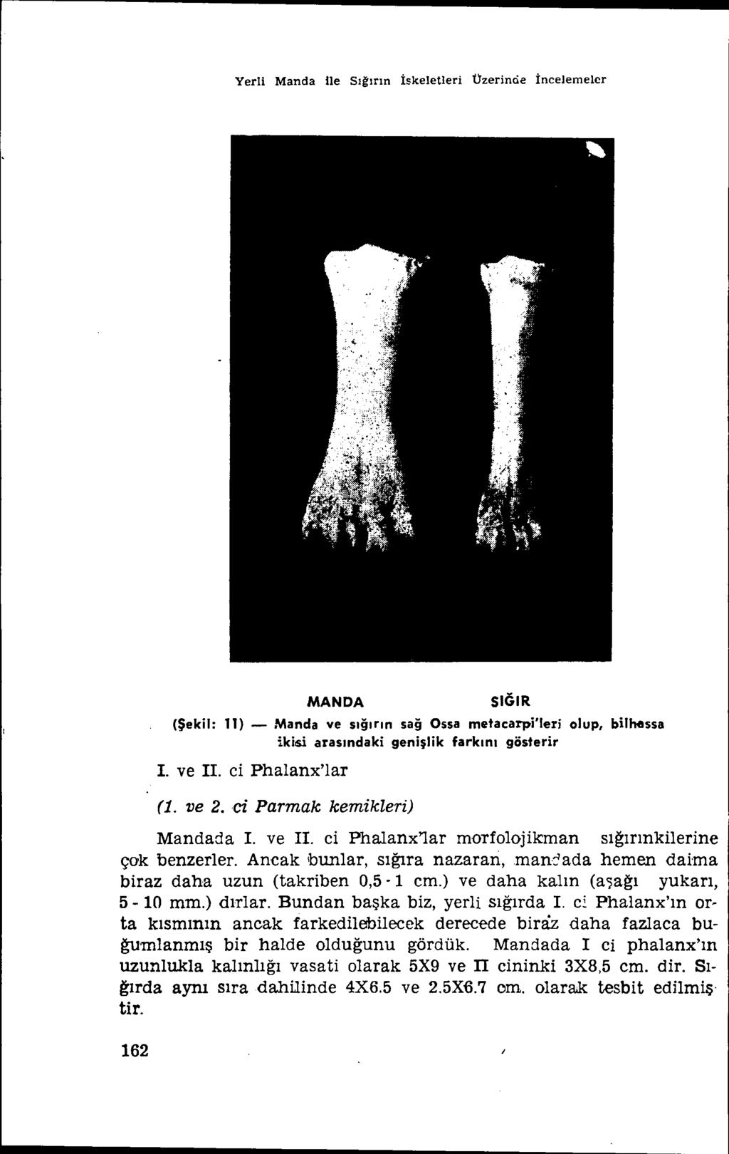 Yerll Manda Ile Sığırın İskeletleri Üzerincie İncelemeler MANDA SIGIR (Şekil: 11) - Manda ve sığırın sağ Ossa metacarpi'leri olup, bilhessa ikisi arasındaki genişlik farkını gösterir I. ve II.