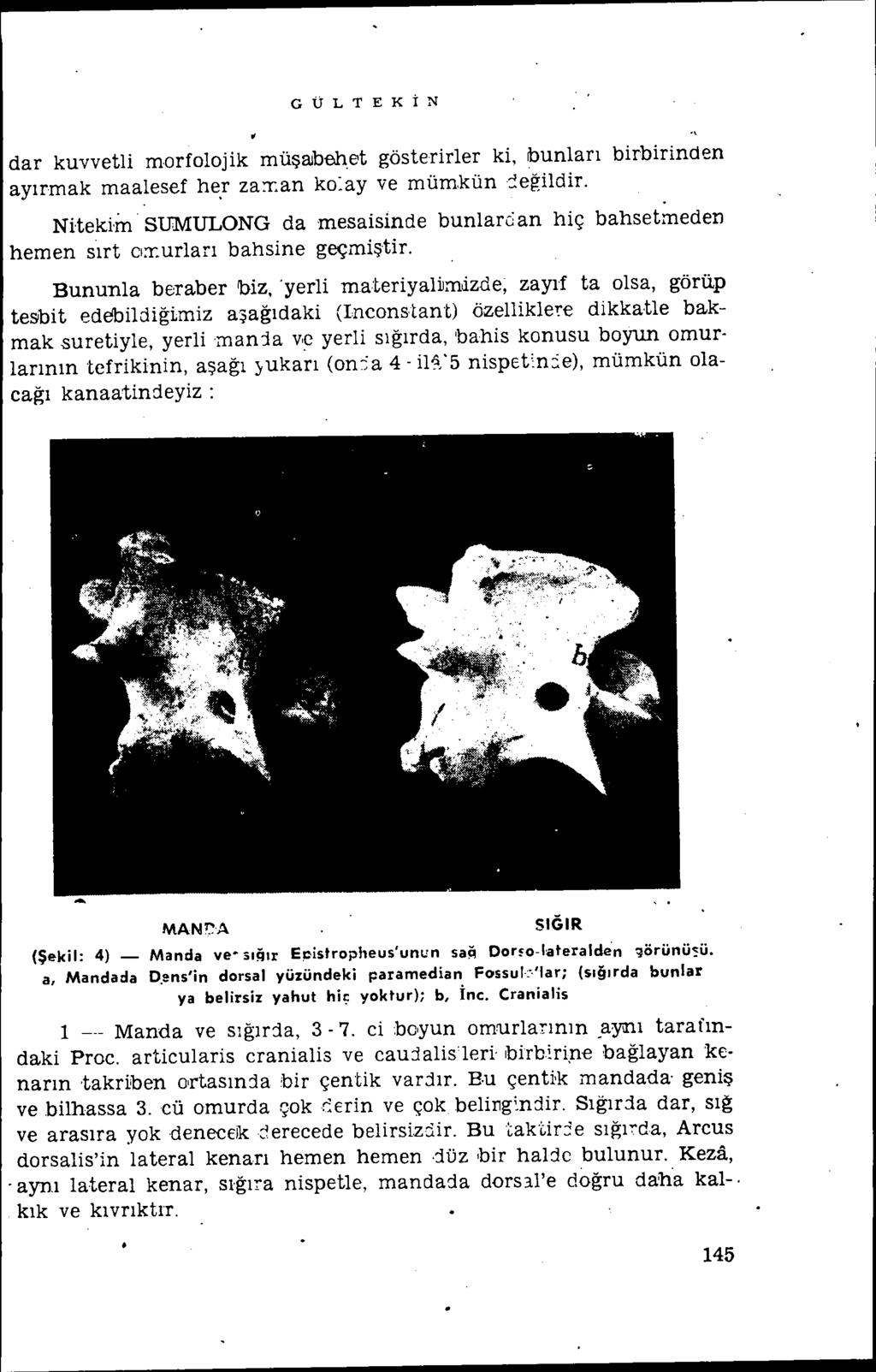 GÜLTEKİN dar kuvvetli morfolojik müşaıbehet gösterirler ki, bunları birbirinden ayırmak maalesef he,r zaxan ko:ay ve mümkün::!eğildir. Niteki'm.