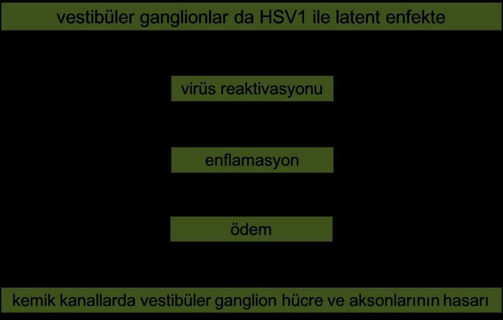 etkilenmemektedir. Dejenerasyonun nedeni tam olarak ortaya konamamış olsa da, tip 1 herpes simpleks virüsünün (HSV) patolojiye neden olduğu düşünülmektedir.