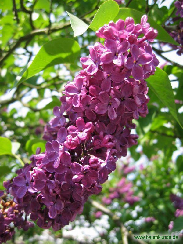 Syringa