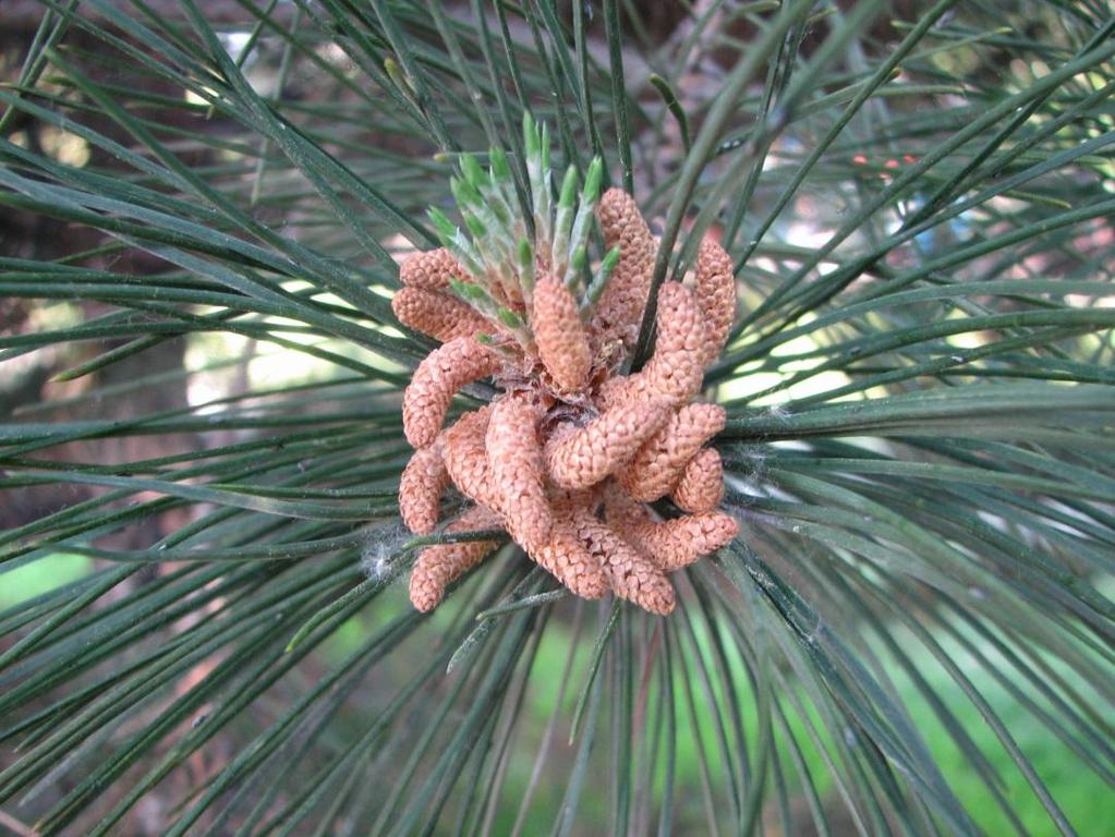 Pinus