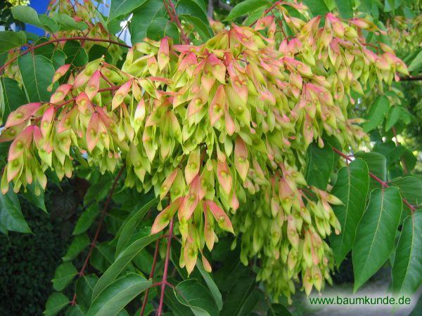 Ailanthus