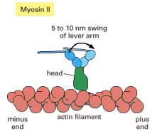 Miyosin II Dimerik, 170-240 kda ağırlığında 2 ağır zinciri, 16-23 kda ağırlığında temel hafif zincirleri (Essential light chains-elc) ve düzenleyici hafif zincirleri (Regulatory