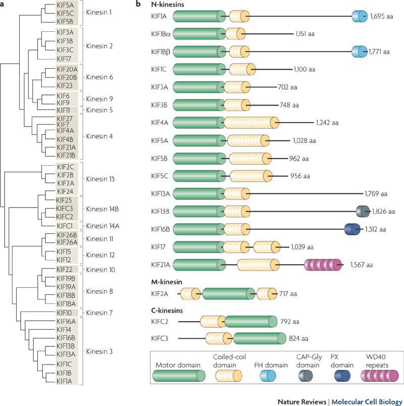 Kinesin ailesinin bu farklı üyelerinin karboksi ucundaki kuyruklarının dizilimleri değişkendir.