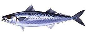 KOLYOZ Scomber japonicus (Houttuyn, 1780) İ: Chub mackerel A: Blasenmakrele F: