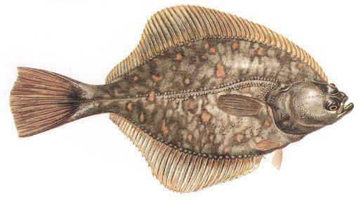 PİSİ Platichthys flesus luscus (Linnaeus, 1758) M: Dere Pisisi İ: Flounder Genel özellikleri: