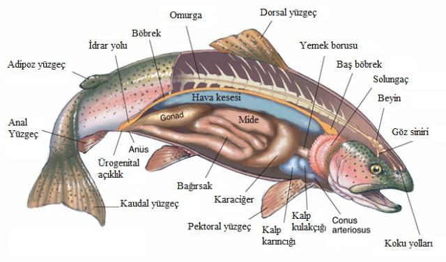 Balıkların Duyu Organları BALIKLARIN DUYU