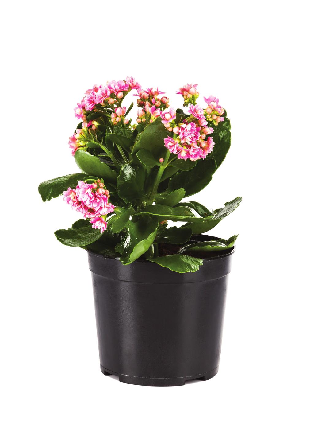 Orkide Üretim & Sıklamen Orchid & Cyclamen Pot Orkide Orchid Sıklamen Cyclamen Dış