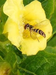 Syrphidae Bu türler yaprakbitlerine özelleşmiş etkili avcılardır. Erginleri avcı değildir.