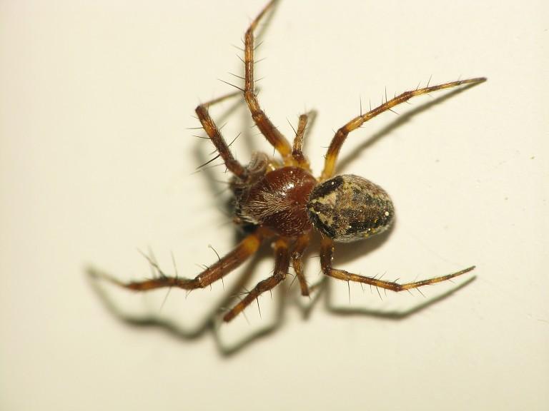 Örümcekler (Arachnida:Araneida) Yaprakpireleri, yeşilkurt, çizgili pamuk yaprakkurdu