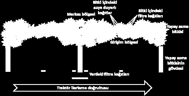 Yapay asma bitkisi içindeki ve altındaki örnekleme noktalarının yerleri. Şekil 2.