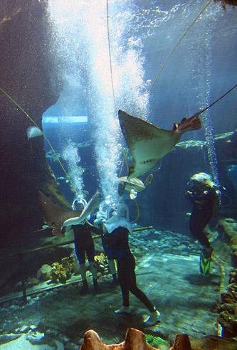 MINI Aktivite / Miami Seaquarium+Bayside Cesitli sualti deneyimlerini de yasayabileceginiz akvaryumda, yunus ve balina showlarini kacirmamanizi tavsiye ederiz.