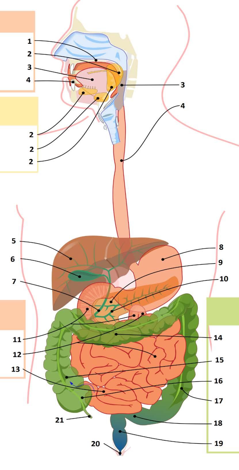 2. Verilen diyagramdaki sindirim sistemi organlarını yaz. 22 1. Damak 9. Pankreas 2. Tükürük bezleri 10. Pankreas kanalı 3. Ağız boşluğu/ ağız 11.