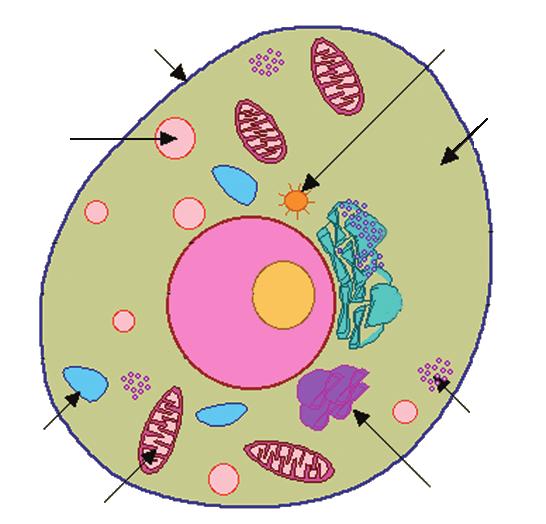 Ribozom Golgi cisimciği 3.