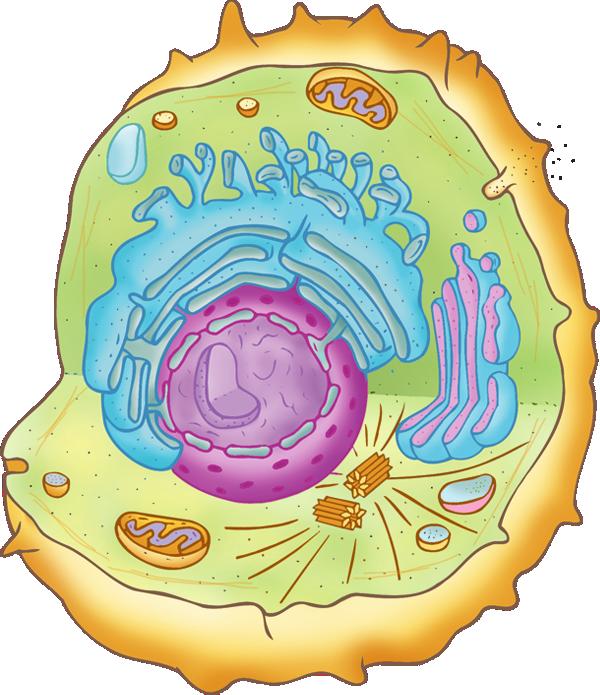 Hücre Organeller Hücredeki yaşamsal faaliyetler, organel denilen yapılar tarafından gerçekleştirilir.