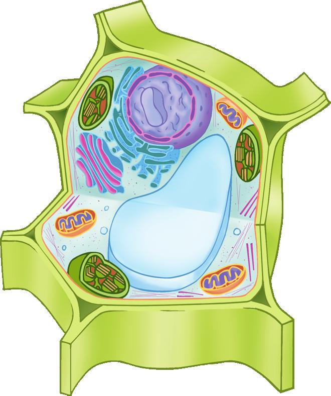 Endoplazmik Retikulum Hücre içinde sorumlu kanallar sistemidir.