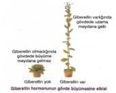 Bu nedenle bitki bünyesindeki hormonların konsantrasyonu bitki besin maddelerinin miktarına, formuna ve bitkinin genetiksel özelliklerine bağlı olarak değişmektedir.