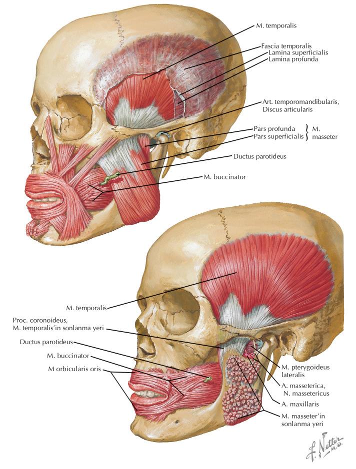 2 ORAL KAVİTE Yanaklar ağız vestibülünün lateral kısmını oluşturur. Oral kavite tarafında yanaklar bukkal mukoza ile örtülüdür. Yanakların musküler yapısını asıl olarak buksinatör kas oluşturur.