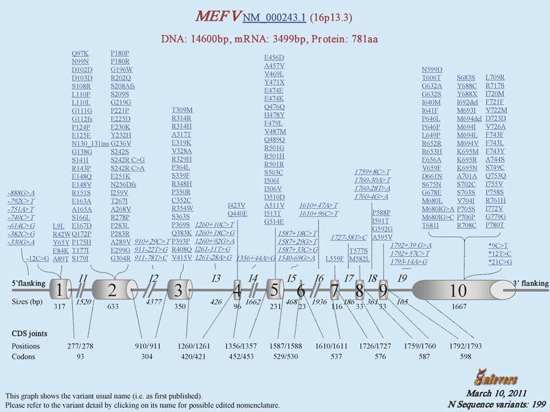 18 içerisinde özellikle 5 mutasyon tipi M694V, M680I, V726A, R761H, E148Q FMF hastalığında en sık rastlanılan mutasyonlardır.