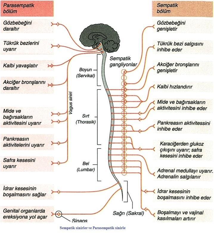 9 Otonom Çalışma Prensibi Otonom sinir sisteminde santral sinir sistemi ile etkilenecek organ arasındaki iletişimi nöronlar sağlar.