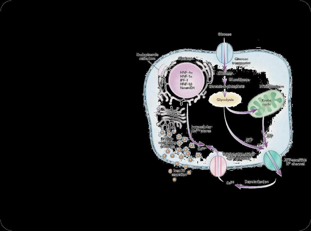 MODY-Maturity Onset Diabetes of Young Genetik ve klinik özellikleri heterojen bir