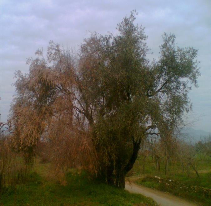 Kimyasal Mücadele Zeytin ağaçlarında Verticillium solgunluğu ile ilgili herhangi bir kimyasal mücadele yöntemi