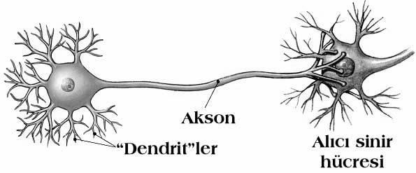 75 Dendritler dendritik ağaç biçimindedir, nöron gövdesi civarında uzun çalılar görünümündedir. Dentritler üzerinden girişler alınır, soma tarafından girişler işlenir.